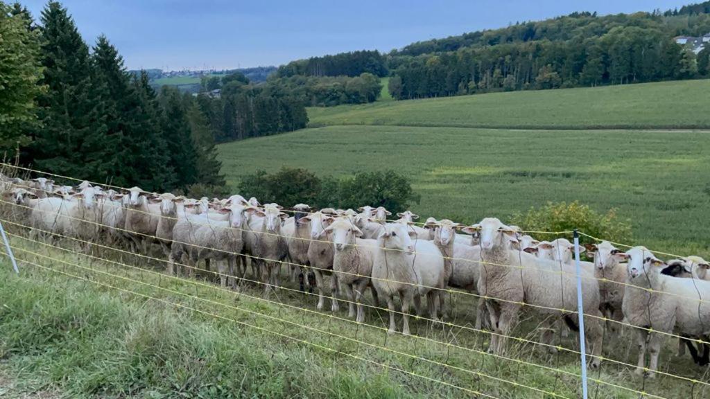 Deine-Eifel-Ferienwohnung Feusdorf Dış mekan fotoğraf